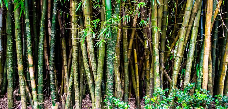 Bamboo Towels
